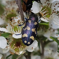 Castiarina octospilota (A Jewel Beetle) at Bombay, NSW - 28 Nov 2024 by MatthewFrawley