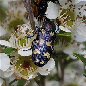 Castiarina octospilota at Bombay, NSW - 28 Nov 2024