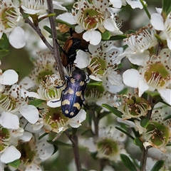 Castiarina octospilota at Bombay, NSW - 28 Nov 2024