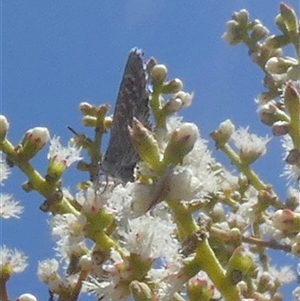 Theclinesthes serpentata at Murga, NSW - suppressed