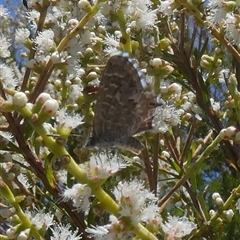 Theclinesthes serpentata at Murga, NSW - suppressed