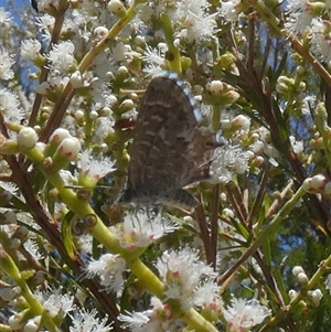 Theclinesthes serpentata at Murga, NSW - suppressed