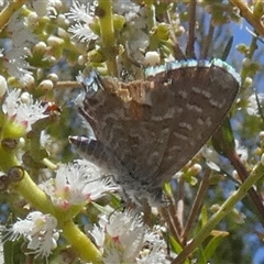 Theclinesthes serpentata at Murga, NSW - suppressed