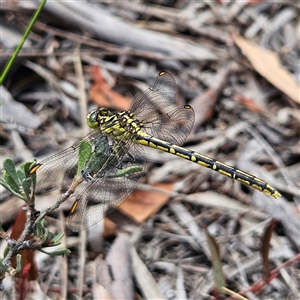 Austrogomphus guerini at Bombay, NSW - 28 Nov 2024