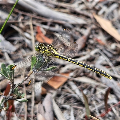 Austrogomphus guerini (Yellow-striped Hunter) at Bombay, NSW - 28 Nov 2024 by MatthewFrawley