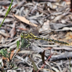 Austrogomphus guerini at Bombay, NSW - 28 Nov 2024