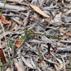 Austrogomphus guerini at Bombay, NSW - 28 Nov 2024