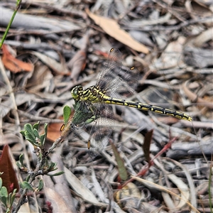 Austrogomphus guerini at Bombay, NSW - 28 Nov 2024 01:15 PM