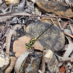 Austrogomphus guerini at Bombay, NSW - 28 Nov 2024