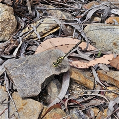 Austrogomphus guerini at Bombay, NSW - 28 Nov 2024