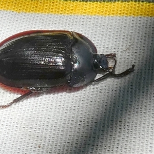 Unidentified Darkling beetle (Tenebrionidae) at Murga, NSW by Paul4K