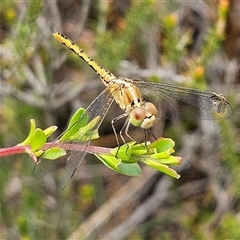 Diplacodes bipunctata at Bombay, NSW - 28 Nov 2024 by MatthewFrawley