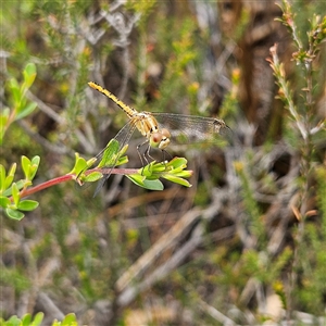 Diplacodes bipunctata at Bombay, NSW - 28 Nov 2024