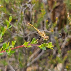 Diplacodes bipunctata at Bombay, NSW - 28 Nov 2024