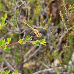 Diplacodes bipunctata at Bombay, NSW - 28 Nov 2024