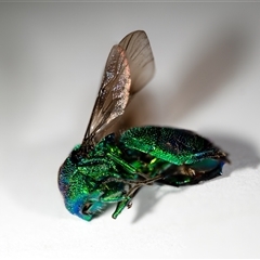 Chrysididae (family) (Cuckoo wasp or Emerald wasp) at Wallaroo, NSW - 29 Nov 2024 by Jek