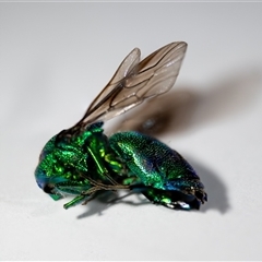 Chrysididae (family) at Wallaroo, NSW - 30 Nov 2024