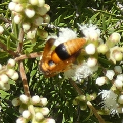 Unidentified Flower wasp (Scoliidae or Tiphiidae) at Murga, NSW - 22 Nov 2024 by Paul4K