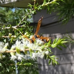 Delta bicinctum at Murga, NSW - suppressed
