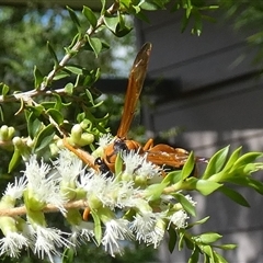 Delta bicinctum at Murga, NSW - suppressed