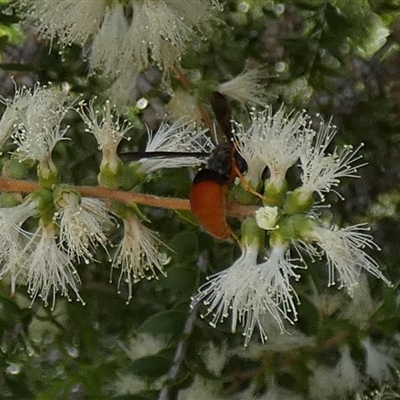 Unidentified Flower wasp (Scoliidae or Tiphiidae) at Murga, NSW - 22 Nov 2024 by Paul4K