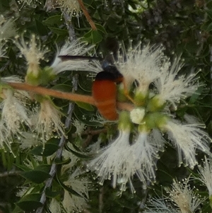 Pseudabispa bicolor at Murga, NSW - suppressed