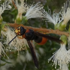 Pseudabispa bicolor at Murga, NSW - suppressed