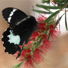 Papilio aegeus (Orchard Swallowtail, Large Citrus Butterfly) at Higgins, ACT - 31 Jan 2017 by Jennybach