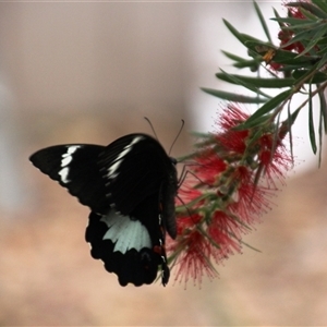 Papilio aegeus at Higgins, ACT - 31 Jan 2017