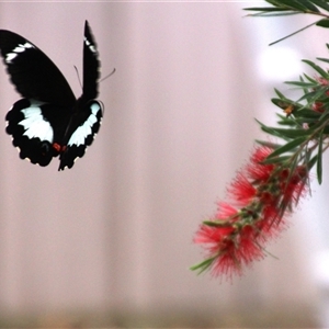 Papilio aegeus at Higgins, ACT - 31 Jan 2017