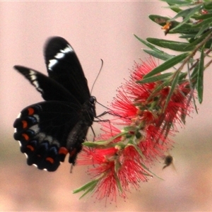 Papilio aegeus at Higgins, ACT - 31 Jan 2017