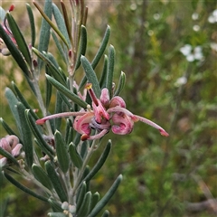 Grevillea arenaria subsp. arenaria (Nepean Spider Flower) at Bombay, NSW - 28 Nov 2024 by MatthewFrawley