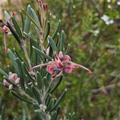 Grevillea arenaria subsp. arenaria at Bombay, NSW - 28 Nov 2024