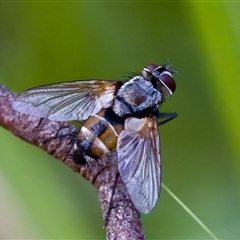 Thelaira (genus) (A bristle fly) at Cotter River, ACT - 23 Nov 2024 by KorinneM