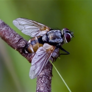 Thelaira (genus) at Cotter River, ACT - 23 Nov 2024 04:29 PM