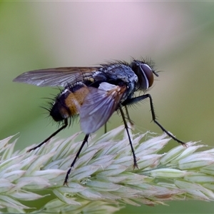 Thelaira (genus) at Cotter River, ACT - 23 Nov 2024 04:29 PM