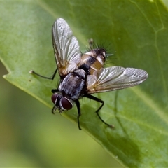 Thelaira (genus) at Cotter River, ACT - 23 Nov 2024 04:29 PM