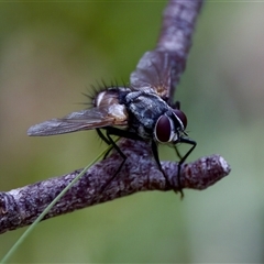 Thelaira (genus) at Cotter River, ACT - 23 Nov 2024 04:29 PM