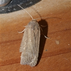 Athetis tenuis (Plain Tenuis Moth) at Freshwater Creek, VIC - 20 May 2020 by WendyEM