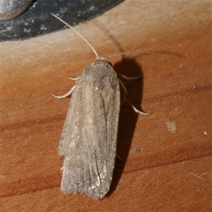 Athetis tenuis at Freshwater Creek, VIC - 20 May 2020