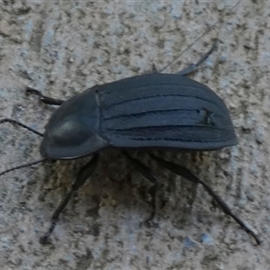 Saragus sp. (genus) at Murga, NSW - suppressed