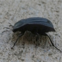 Saragus sp. (genus) at Murga, NSW - suppressed