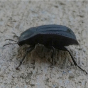 Saragus sp. (genus) at Murga, NSW - suppressed