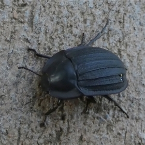Saragus sp. (genus) at Murga, NSW - suppressed