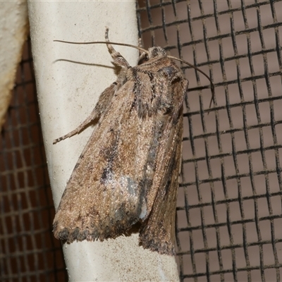 Leucania obumbrata (Lesser Armyworm) at Freshwater Creek, VIC - 19 May 2020 by WendyEM