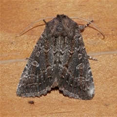 Dasygaster padockina (Tasmanian Cutworm) at Freshwater Creek, VIC - 20 May 2020 by WendyEM