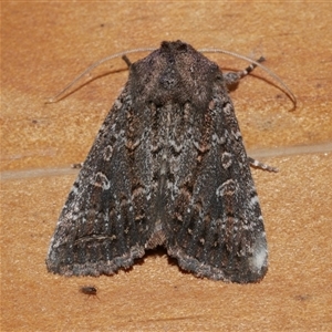 Dasygaster padockina at Freshwater Creek, VIC - 20 May 2020