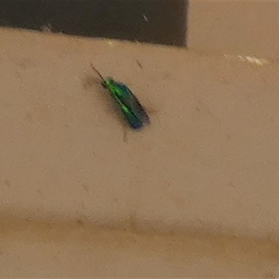 Chrysididae (family) (Cuckoo wasp or Emerald wasp) at Murga, NSW - 23 Nov 2024 by Paul4K