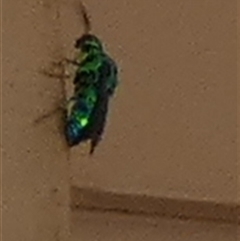 Chrysididae (family) at Murga, NSW - suppressed