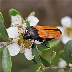 Castiarina erythroptera (Lycid Mimic Jewel Beetle) at Bombay, NSW - 28 Nov 2024 by MatthewFrawley